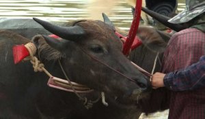 En Thaïlande, des courses de buffles dans la boue