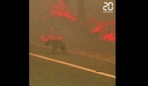 Une Australienne sauve un koala des flammes