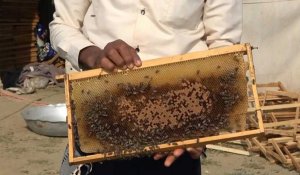Au Yémen, la guerre donne au secteur du miel un goût amer