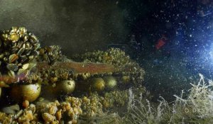 Attention danger, des obus dorment dans le lac Léman