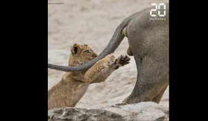The Comedy Wildlife Photography Awards 2019