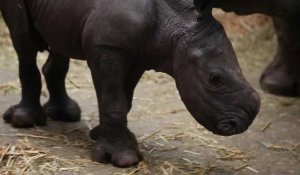 Naissance d'un rhinocéros blanc dans un zoo en Belgique