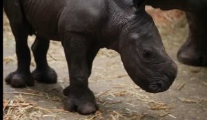 Un rhinocéros blanc, espèce en danger d'extinction, est né à Pairi Daiza