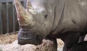 Un rhinocéros blanc, espèce en danger d'extinction, est né à Pairi Daiza 