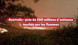 500 millions d'animaux touchés lors des incendies en Australie
