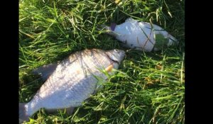 Pollution : Plusieurs centaines de poissons sauvés d'une mort certaine à Aire-sur-la-Lys