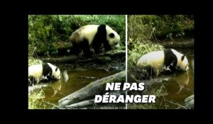 Les (très) rares images d&#39;un panda sauvage et son petit en pleine nature