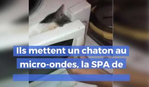 Ils mettent un chaton au micro-ondes, la SPA de Dunkerque porte plainte