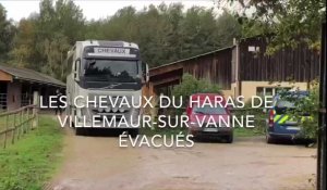 Une trentaine de chevaux évacués du haras de Villemaur
