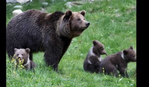 Y-a-t-il maintenant trop d'ours dans les Pyrénées ?
