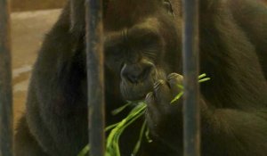 PETA manifeste à Bangkok contre le controversé zoo de Pata