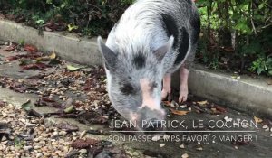 Jean-Patrick le plus champenois des cochons