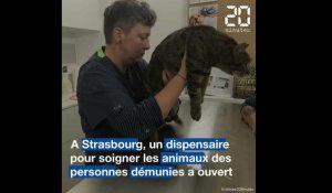 Strasbourg : Un dispensaire pour soigner les animaux des personnes démunies