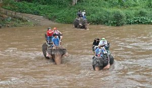 En Thaïlande, le sombre envers du décor pour les "éléphants à touristes"