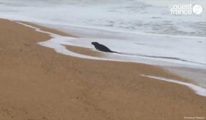 Un petit phoque gris lutte contre les vagues à Erdeven (Morbihan)