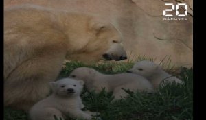 Les trois oursons blancs  de Marineland ont fait  leur première sortie