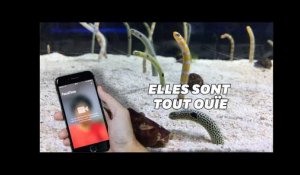 Passez un coup de fil aux anguilles de cet aquarium pour qu'elle n'oublient pas les humains