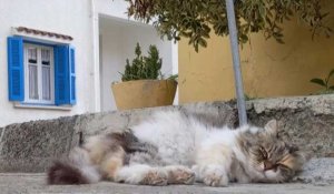 Coronavirus: En plein confinement, les chats de Chypre en ont plein les pattes