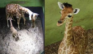 Indonésie: un bébé girafe né à Bali appelé "Corona"