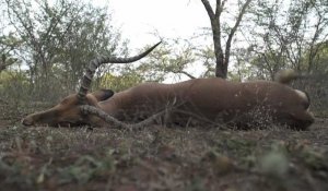 An Afrique du sud, des antilopes contre la famine