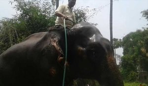 Inde: il lègue des terres à ses deux éléphants domestiqués