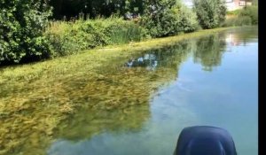 Saint-Quentin: les algues envahissent le canal