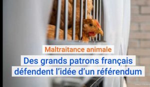 Maltraitance animale : Des grands patrons français défendent l'idée d'un référendum.