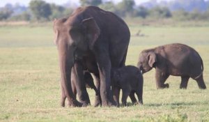 Au Sri Lanka, un possible rare cas d'éléphanteaux jumeaux
