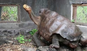 Galapagos: Diego, la tortue qui a sauvé son espèce, de retour sur son île