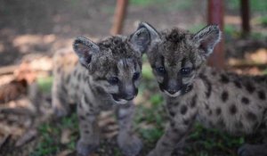 Deux jeunes pumas, nouvelle attraction du zoo de Córdoba, au Mexique