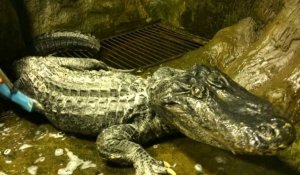 Un alligator légendaire meurt à 84 ans au zoo de Moscou