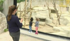 Rhinocéros, bébé Maki catta: un public ravi retrouve le Zoo de Paris