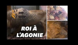 Ce lion de cirque, secouru par l'association One Voice, était au bord de la mort