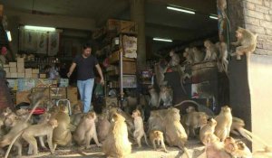 En Thaïlande, "la ville des singes" tente de reprendre le contrôle sur ses macaques