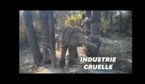 Le cruel dressage des "éléphants à touristes" dévoilé dans une vidéo