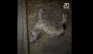 Aveyron : Dans sa dernière vidéo, L214 dénonce le sort des agneaux de la filière roquefort