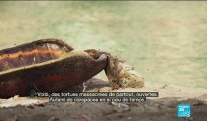 Des tortues sont massacrées à Mayotte en plein confinement - Covid-19