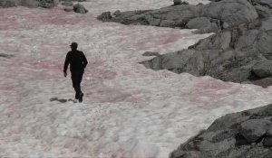 Un glacier italien devient rose à cause d'algues accélérant sa fonte