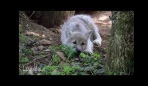 70 naissances à Planète sauvage