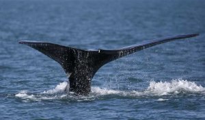 Des cachalots, espèce en danger, repérés au large de l'Italie