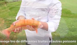 EPISODE 2. Gratien Leroy, candidat Top Chef 2020, revisite la cuisine ardennaise : la truite du domaine de Vendresse  -