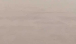 Un chevreuil observé sur la plage de Calais