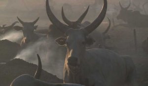 Sud Soudan: dans l'ombre du conflit, la guerre du bétail