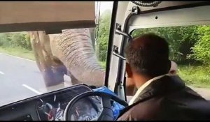 Un éléphant brise la vitre d'un bus pour voler des bananes !