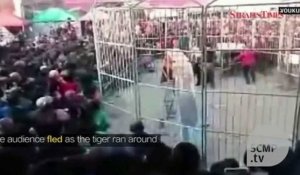 Un tigre s'échappe de sa cage en plein numéro de cirque et sème la panique !