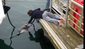 Brest. Le dauphin Randy de retour dans le port de Brest