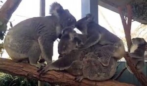 Seance Photo Pour Le Mignon Bebe Koala Sur Orange Videos