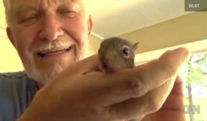 Adopté par une maman chat, un écureuil apprend à ronronner
