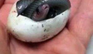 Avez-vous déjà assisté à la naissance d'un serpent ?
