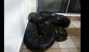 Cet homme a trouvé un anaconda chez lui, ce qu'il va se passer ensuite va vous effrayer